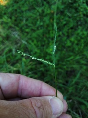 Paspalum pubiflorum