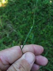 Paspalum pubiflorum