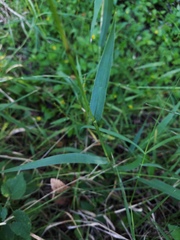 Paspalum pubiflorum