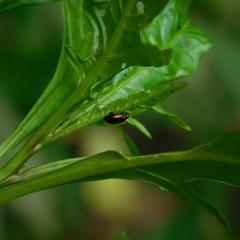 Psylliodes brettinghami
