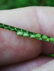 Paspalum pubiflorum