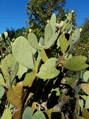 Opuntia cacanapa