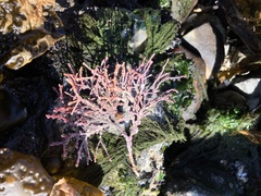 Calliarthron tuberculosum