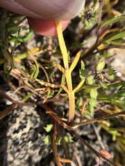 Lepidium acutidens