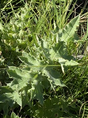 Cirsium fontinale