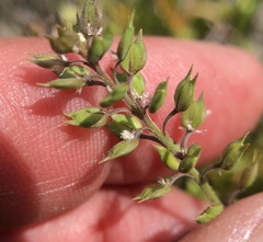 Lepidium acutidens