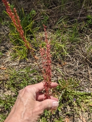 Rumex hastatulus image