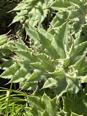 Cirsium fontinale