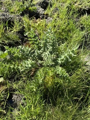Cirsium fontinale