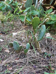 Opuntia cacanapa