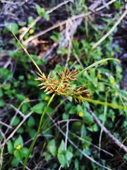 Cyperus pseudothyrsiflorus