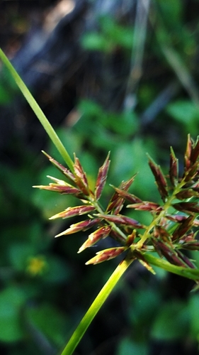 southern flatsedge (Cyperus thyrsiflorus)