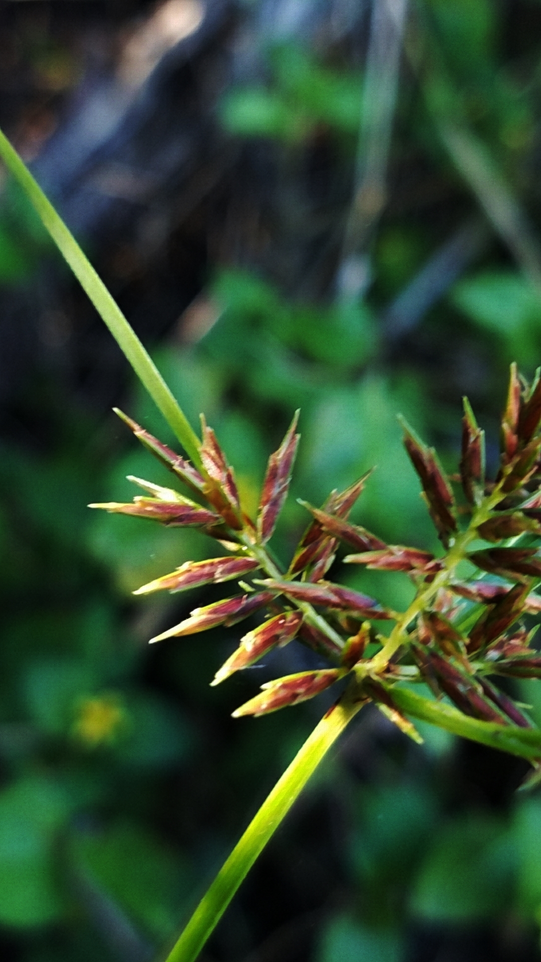 Cyperus thyrsiflorus