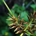 Cyperus thyrsiflorus - Photo (c) Eric Keith,  זכויות יוצרים חלקיות (CC BY-NC), הועלה על ידי Eric Keith