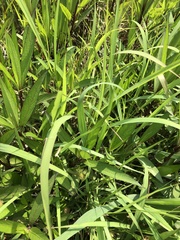 Setaria parviflora