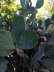 Opuntia cacanapa