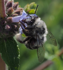 Habropoda miserabilis