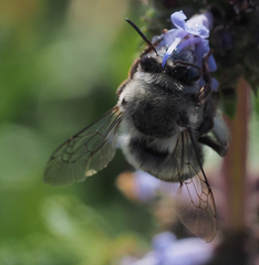 Habropoda miserabilis