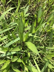 Ruellia simplex