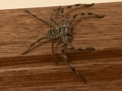 Holconia murrayensis