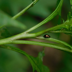 Psylliodes brettinghami