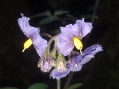 Solanum caripense