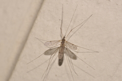 Antocha australiensis