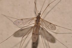 Antocha australiensis