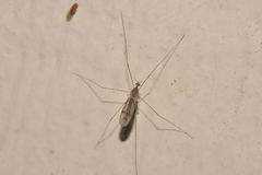 Antocha australiensis