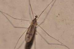 Antocha australiensis