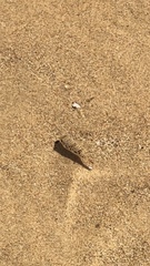 Tetractenos glaber