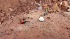 Latrodectus curacaviensis
