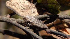 Ectinogonia buquetii