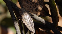 Ectinogonia buquetii