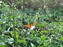 Dryas iulia iulia
