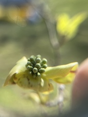 Cornus florida