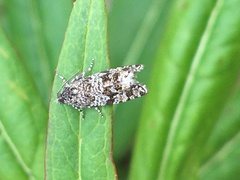 Apotomis removana