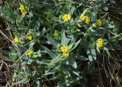 Lithospermum californicum