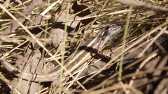 Liolaemus gravenhorstii