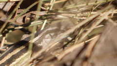 Liolaemus gravenhorstii