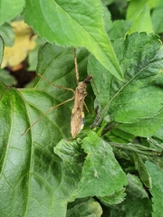 Epidaus sexspinus