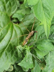 Epidaus sexspinus