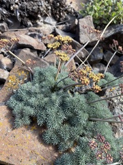 Lomatium tuberosum