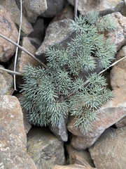Lomatium tuberosum