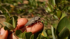 Ectinogonia buquetii