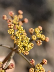 Lomatium tuberosum