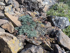Lomatium tuberosum
