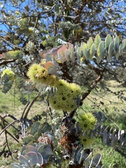 Eucalyptus kruseana