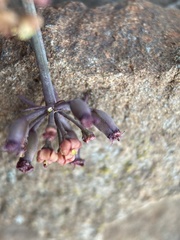 Lomatium tuberosum