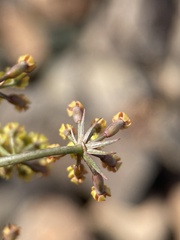 Lomatium tuberosum